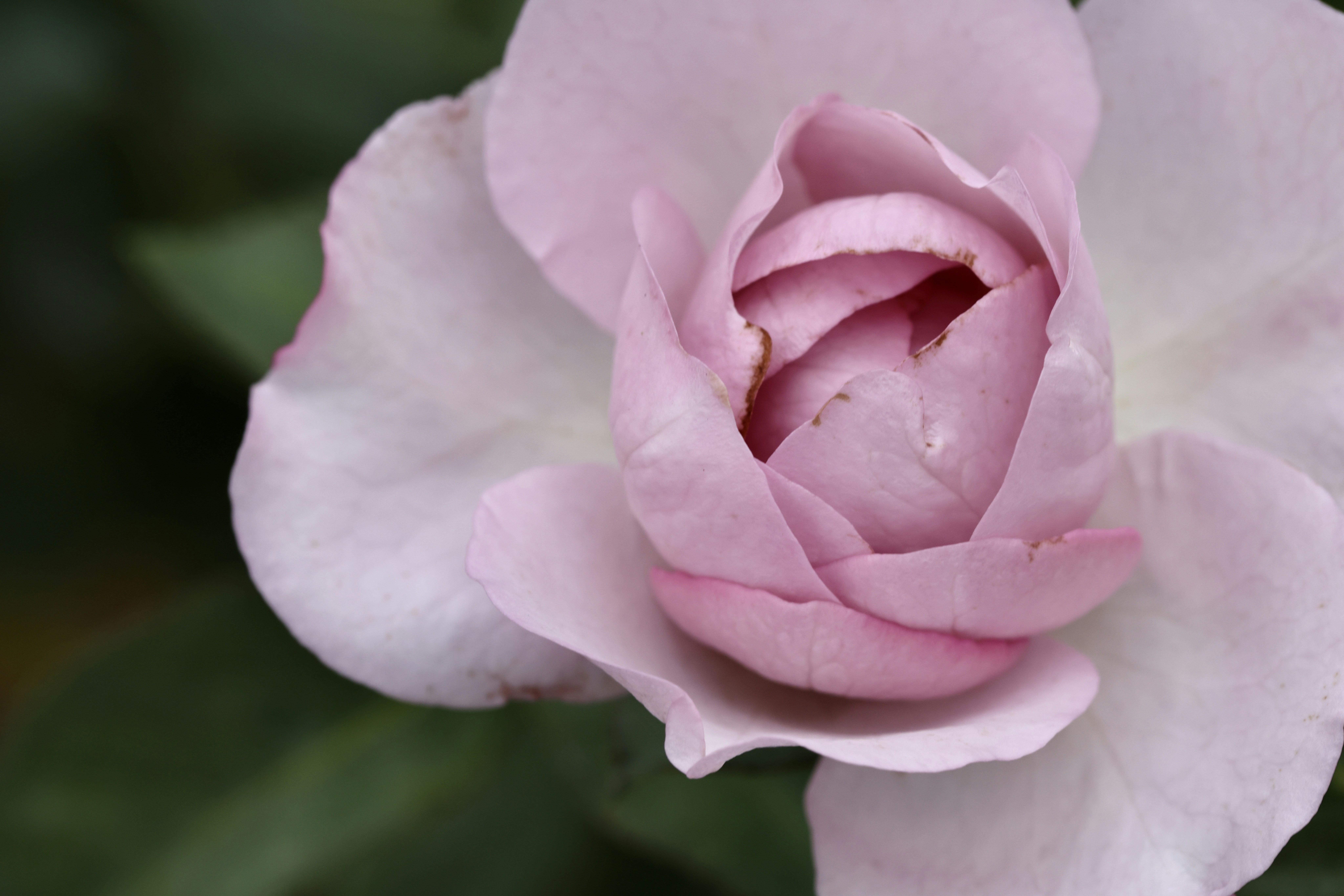 Photo by dickenslin76