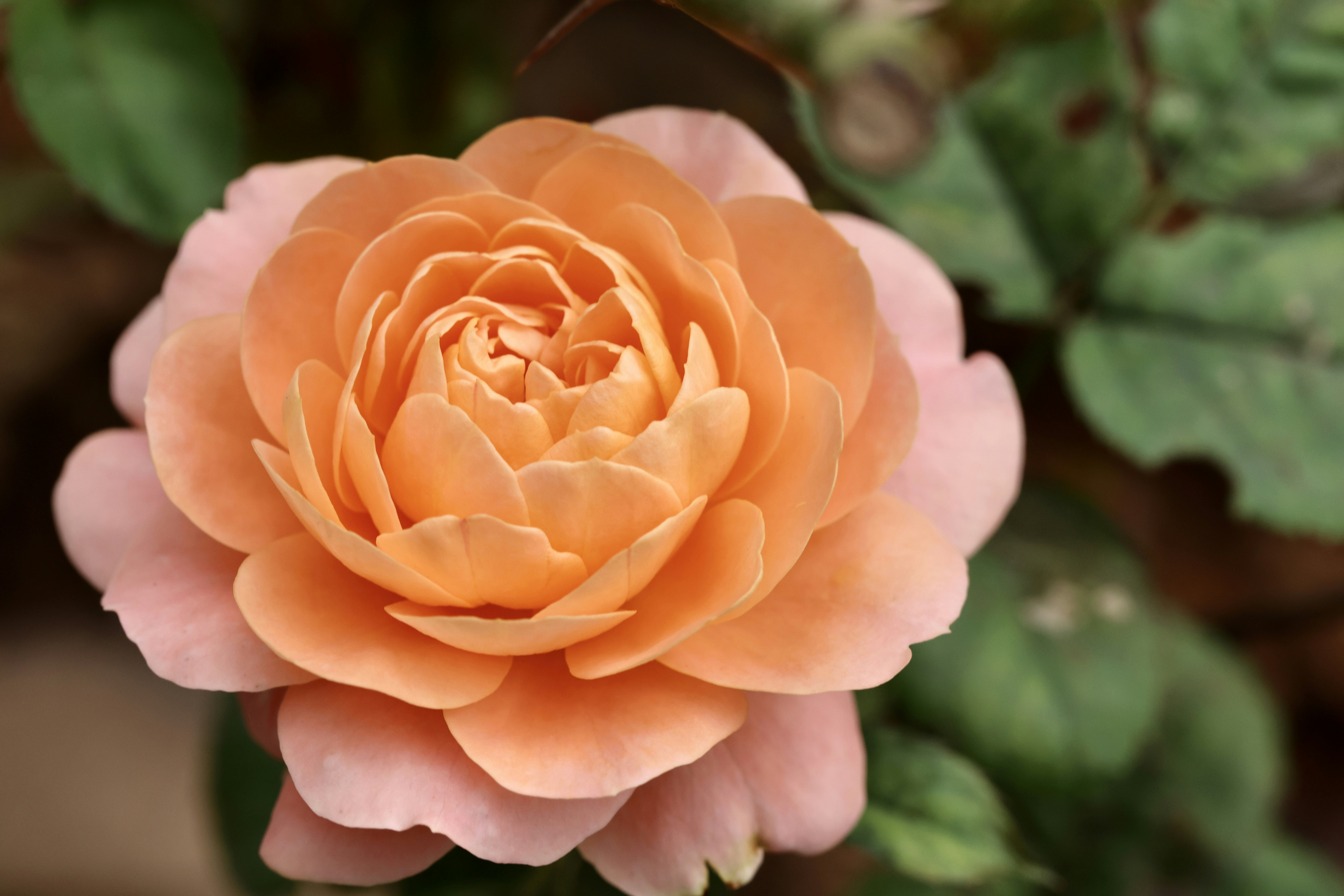 Photo by dickenslin76