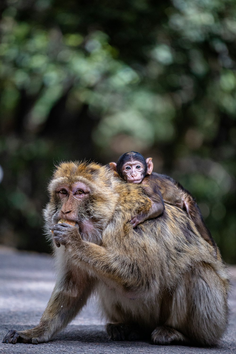 a monkey sitting on top of a monkey on its back