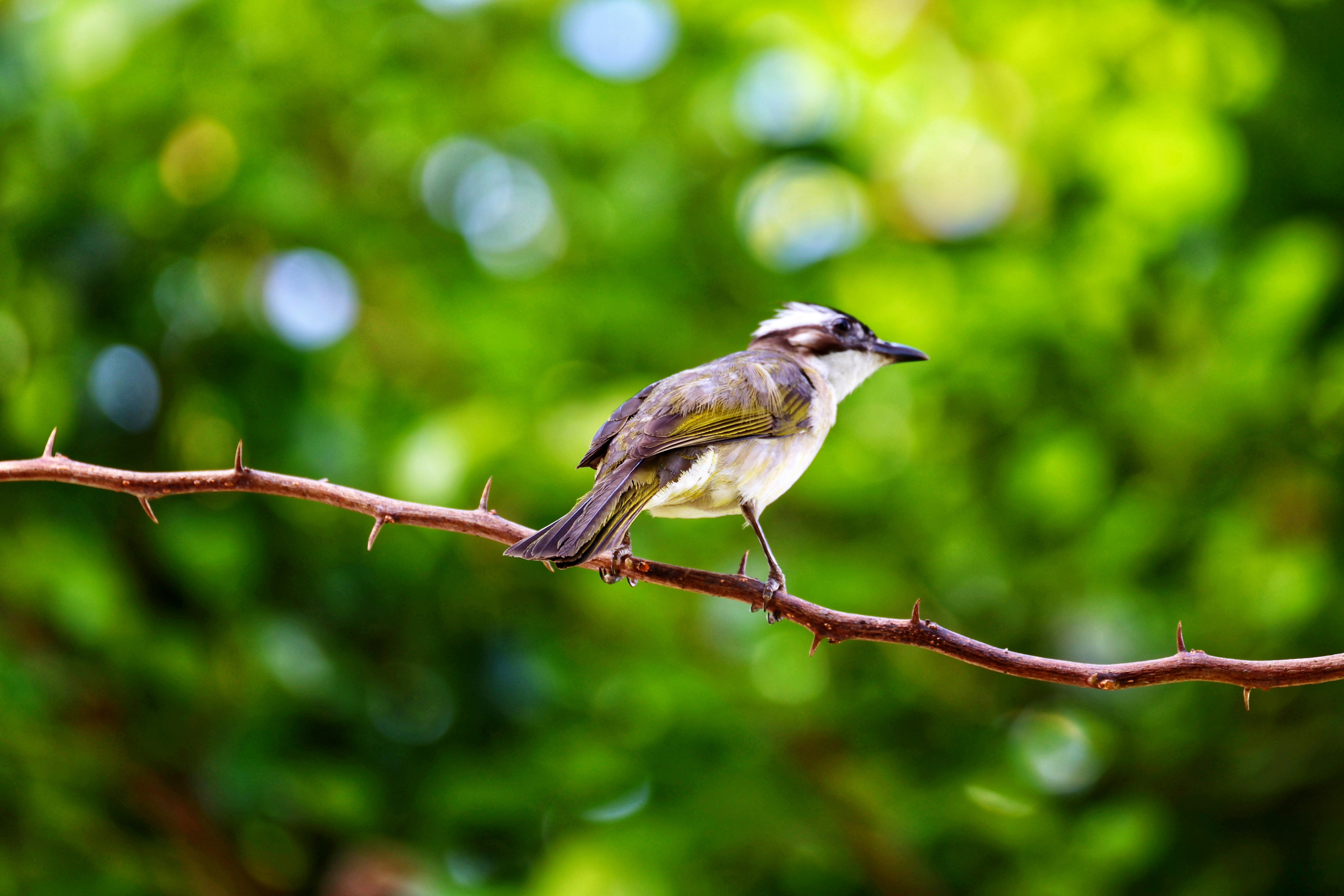 Photo by dickenslin76