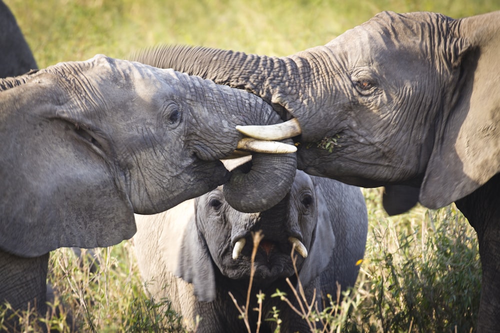 a couple of elephants standing next to each other