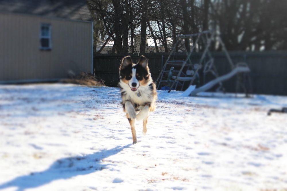 a dog running in the snow towards the camera