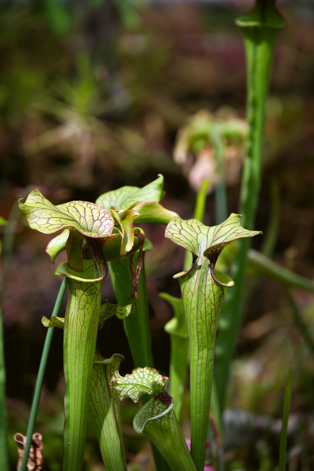 a close up of a green plant with flowers