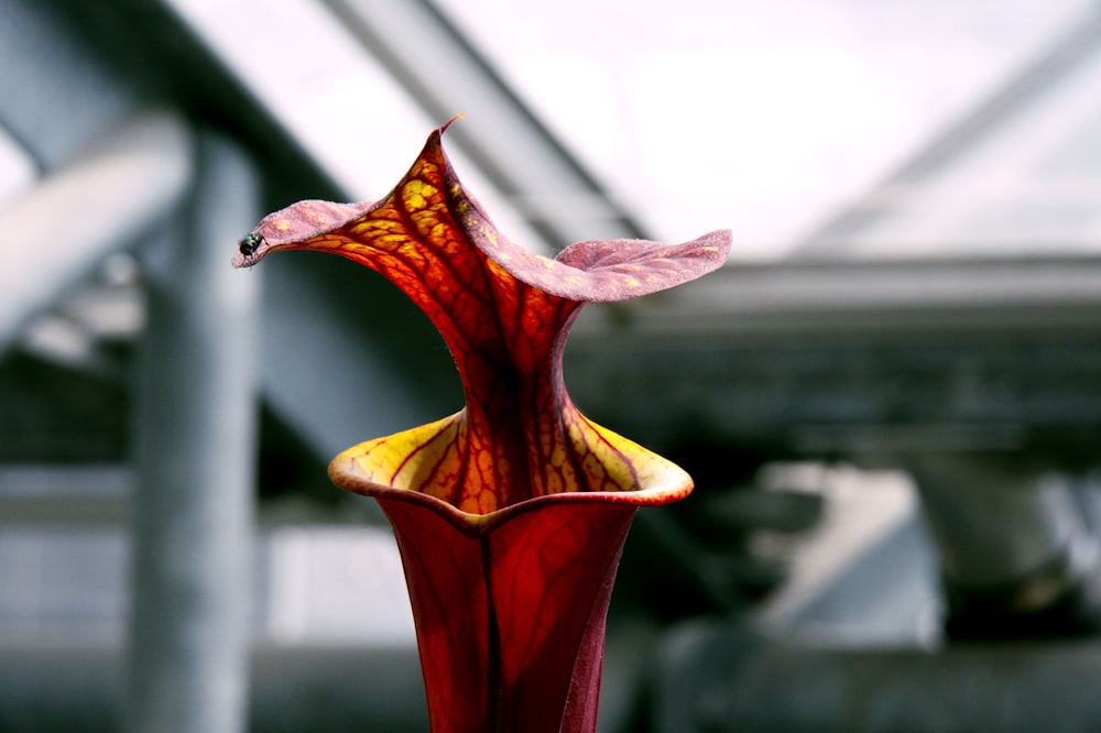 a close up of a red and yellow flower