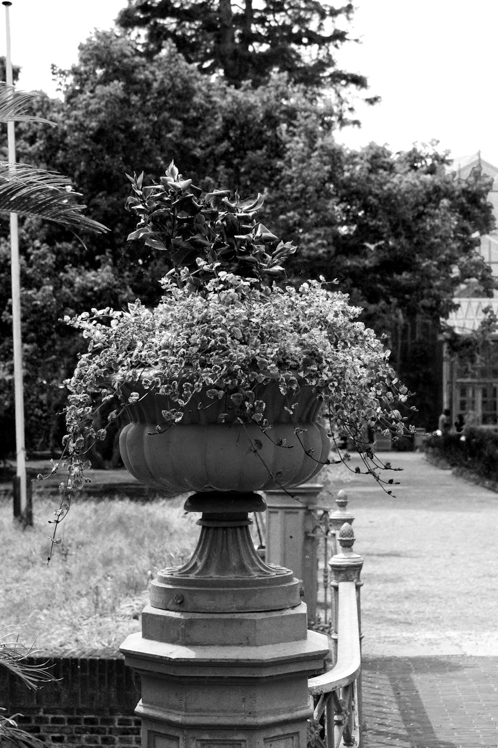 a black and white photo of a large potted plant