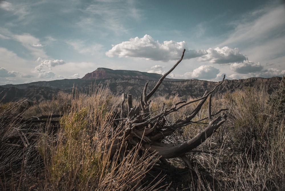 a dead tree in a field with mountains in the background