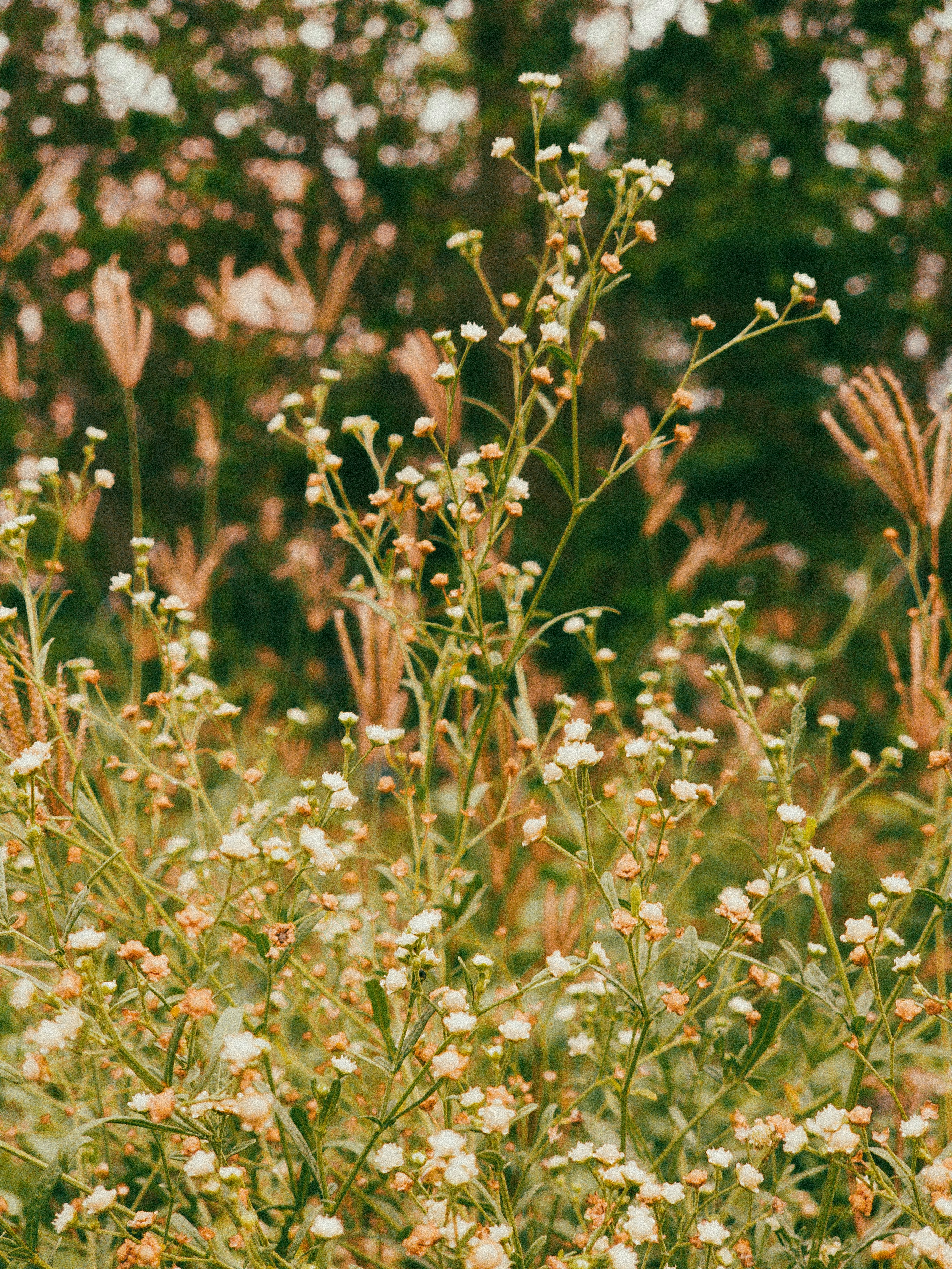 a bunch of flowers that are in the grass