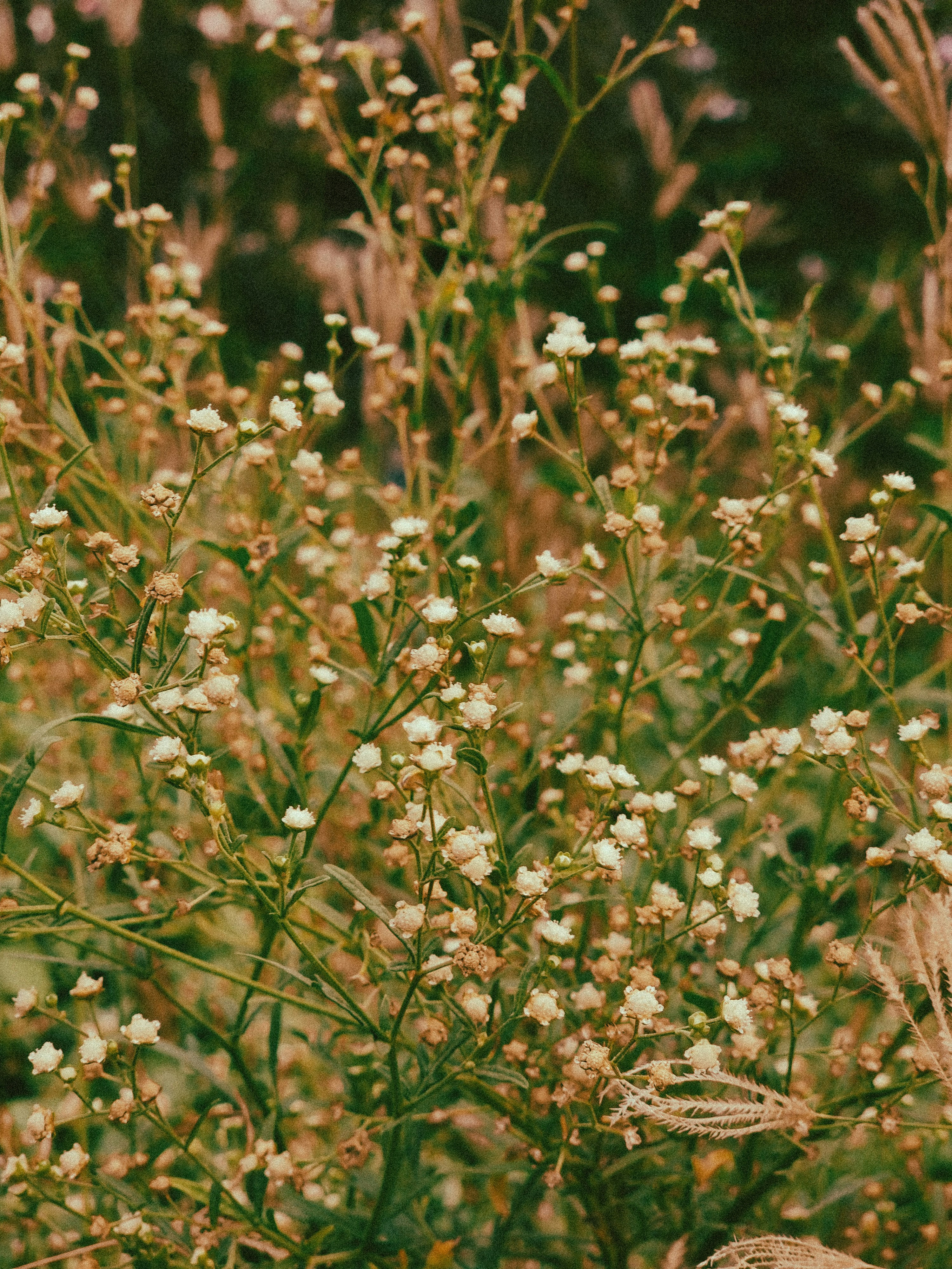 a bunch of flowers that are in the grass