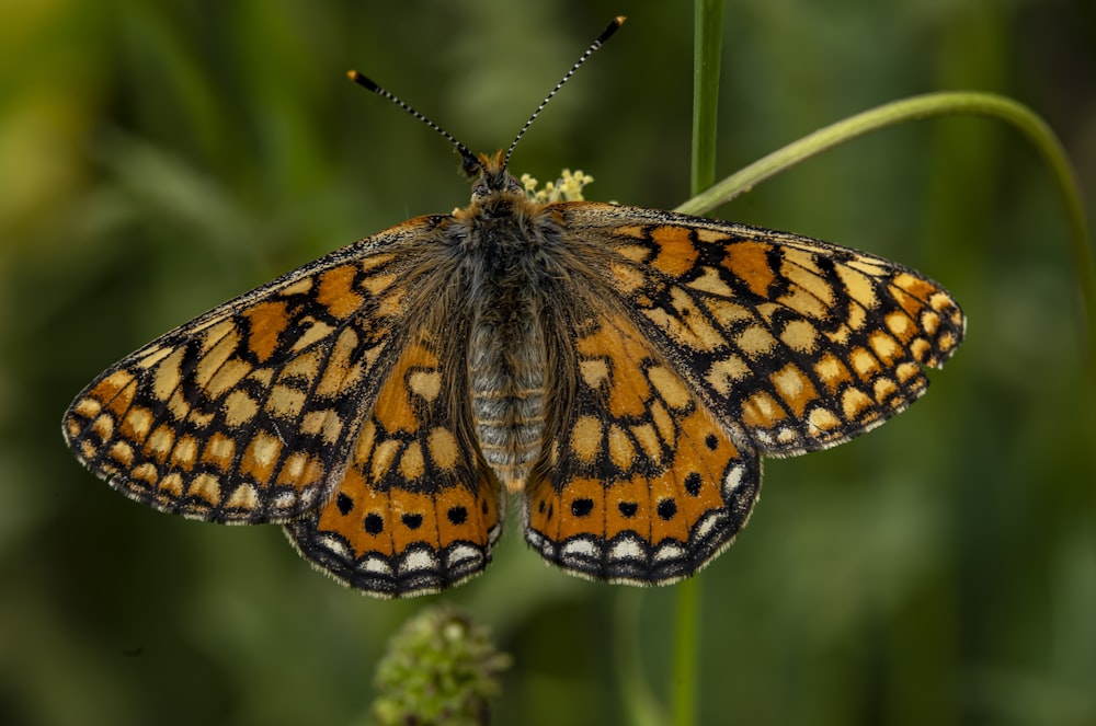 a close up of a butterfly on a plant