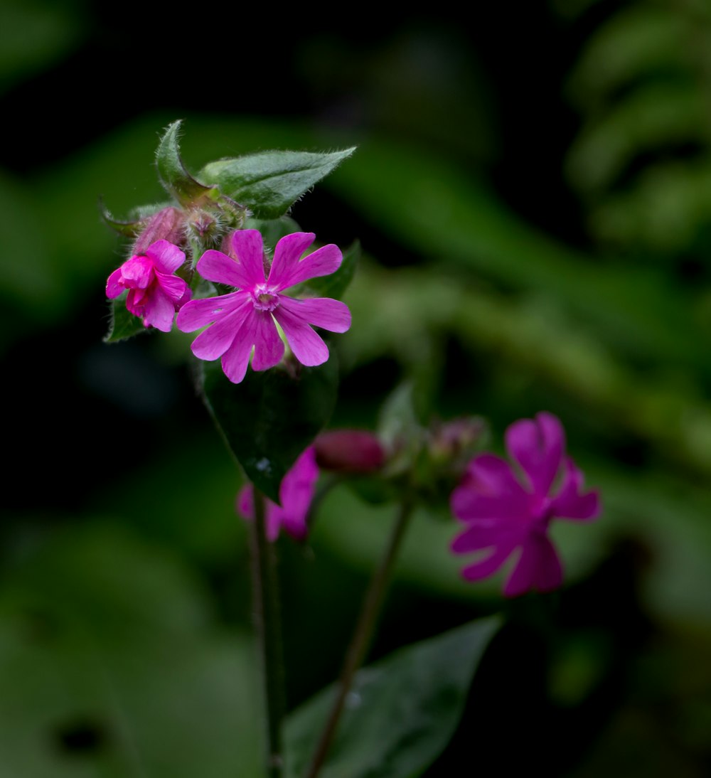 a close up of a pink flower with green leaves in the background