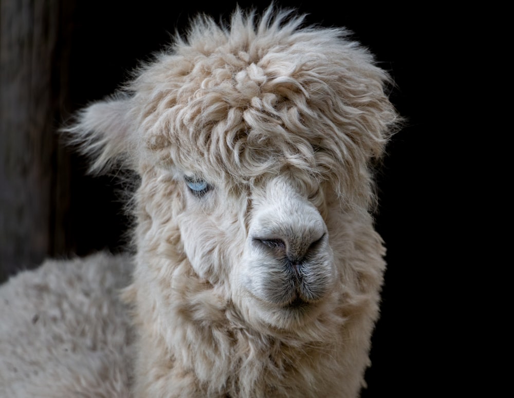 a close up of a sheep with a black background