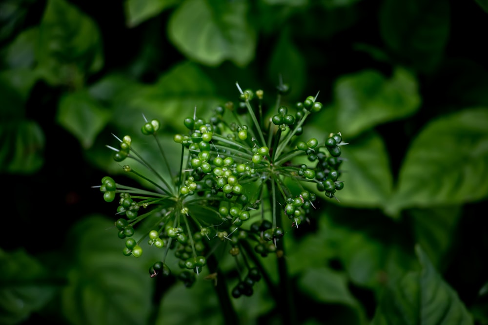 a close up of a plant with green leaves