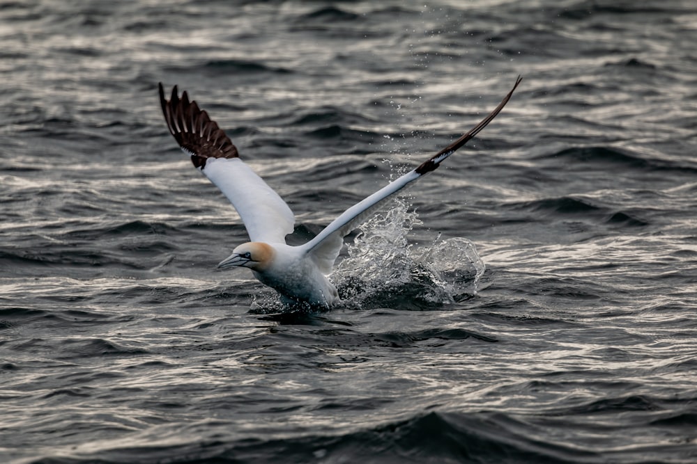 a bird flying over the water with it's wings spread