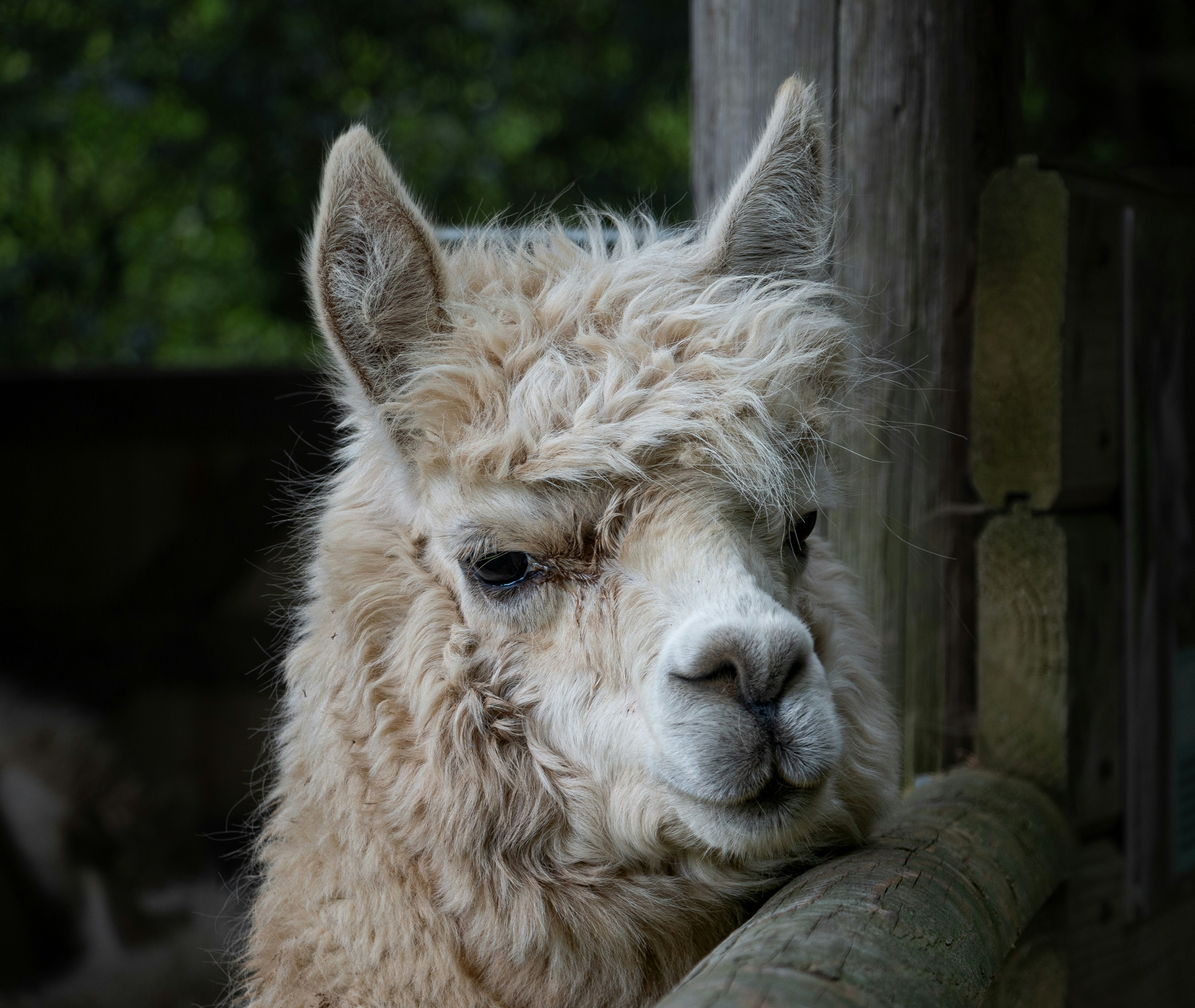 Alpaca at Wooda Farm, Bude