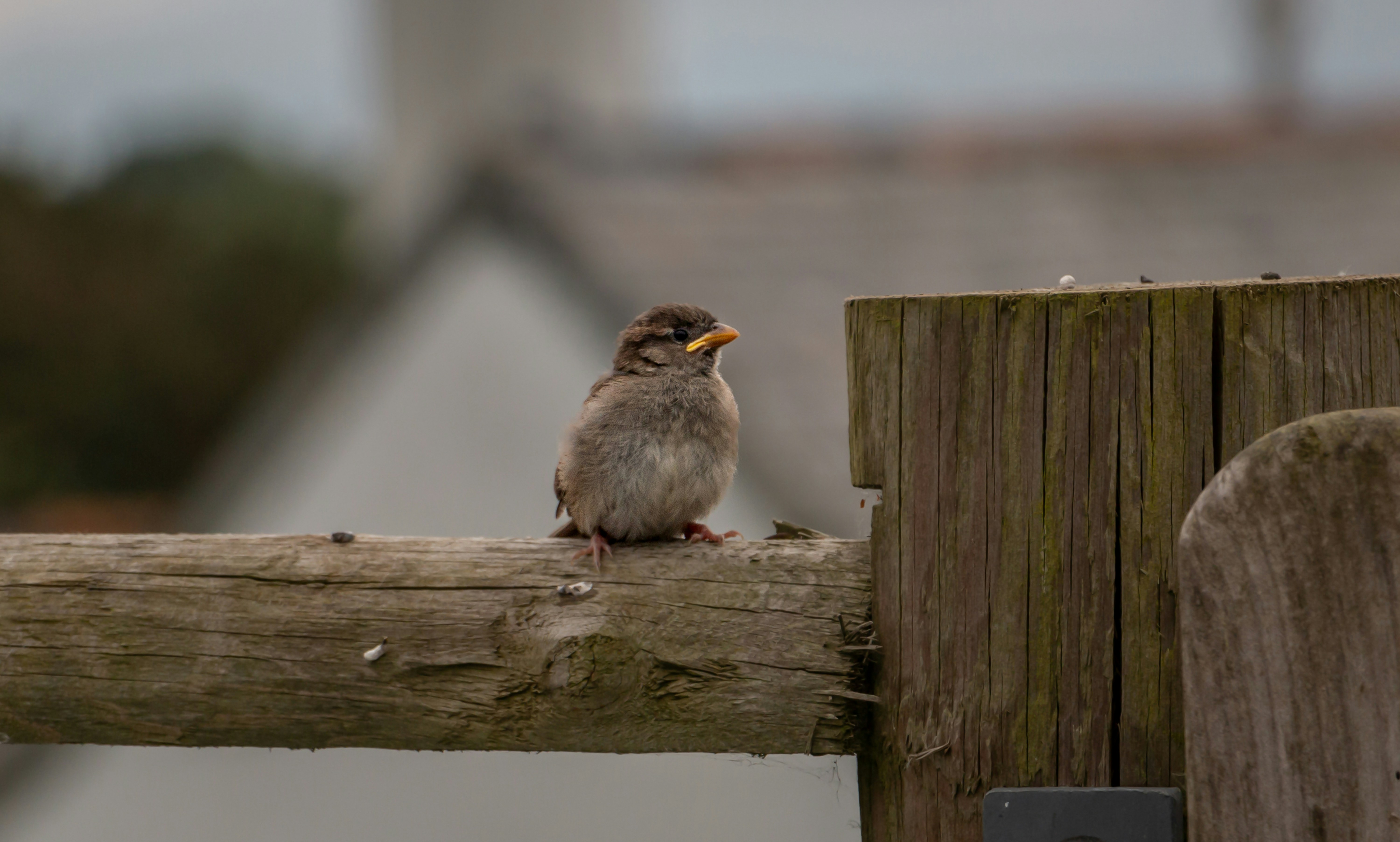 Photo by raymondo600