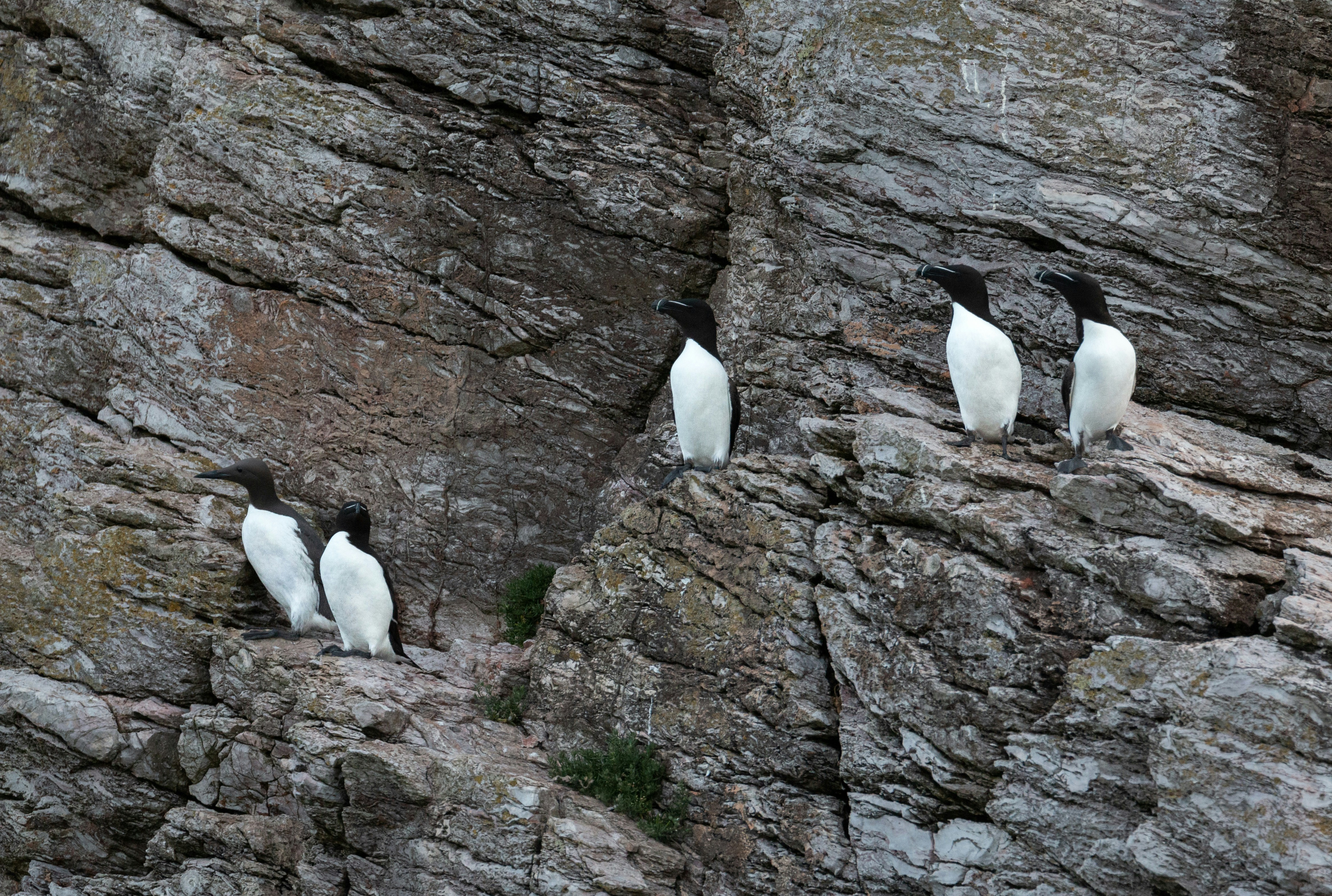 Seasonal Pebble Market Fluctuations (image credits: unsplash)