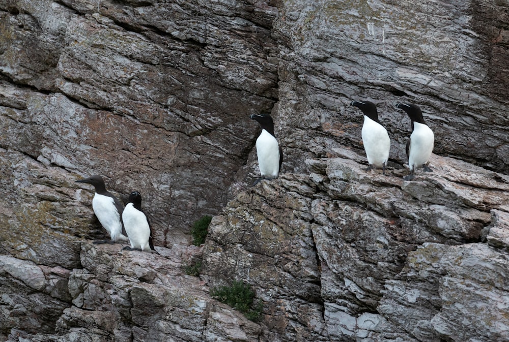 a group of birds sitting on top of a rocky cliff