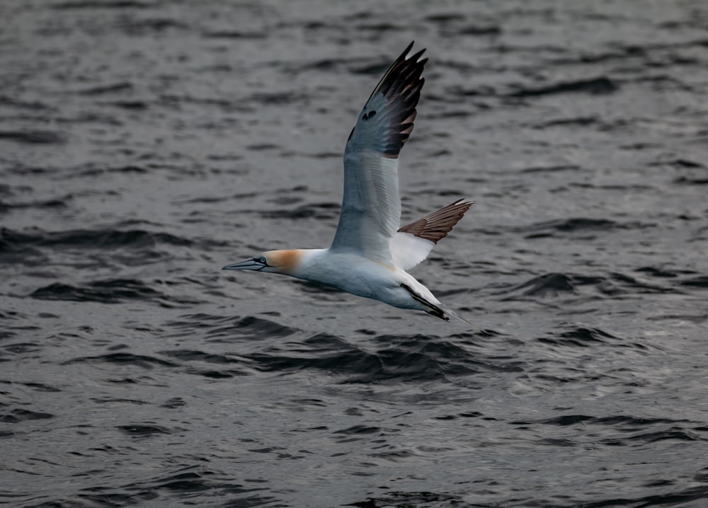 a seagull flying over a body of water