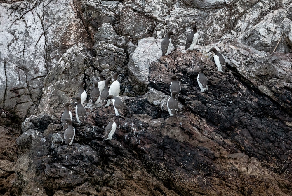a flock of birds sitting on top of a rocky cliff