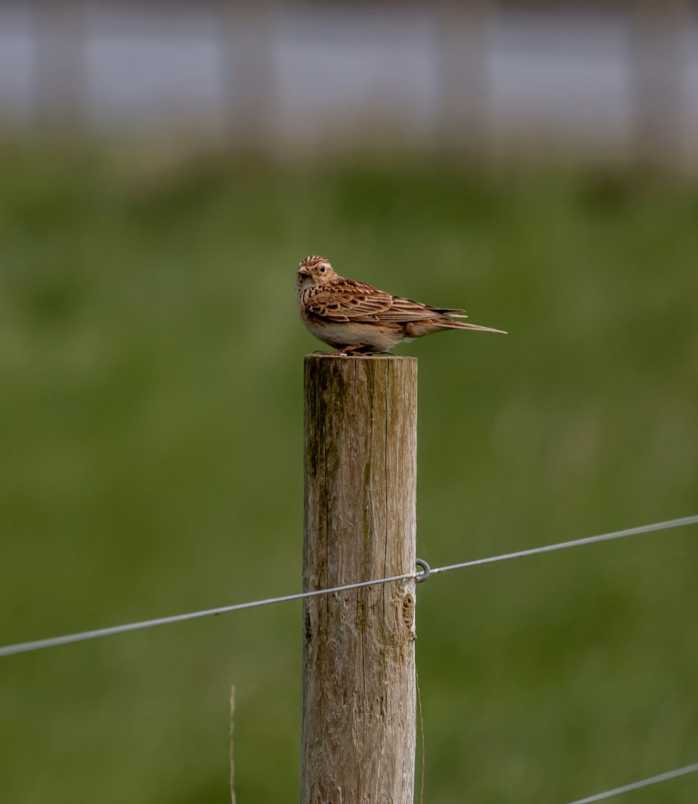 a small bird sitting on top of a wooden post