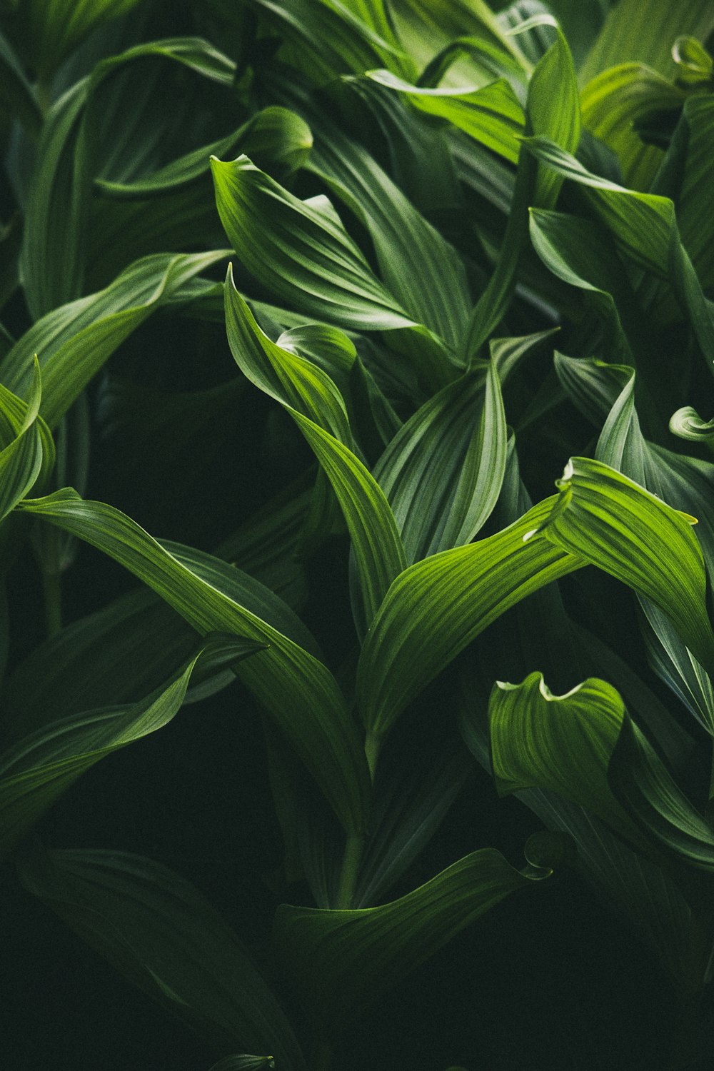 a close up of a green plant with leaves