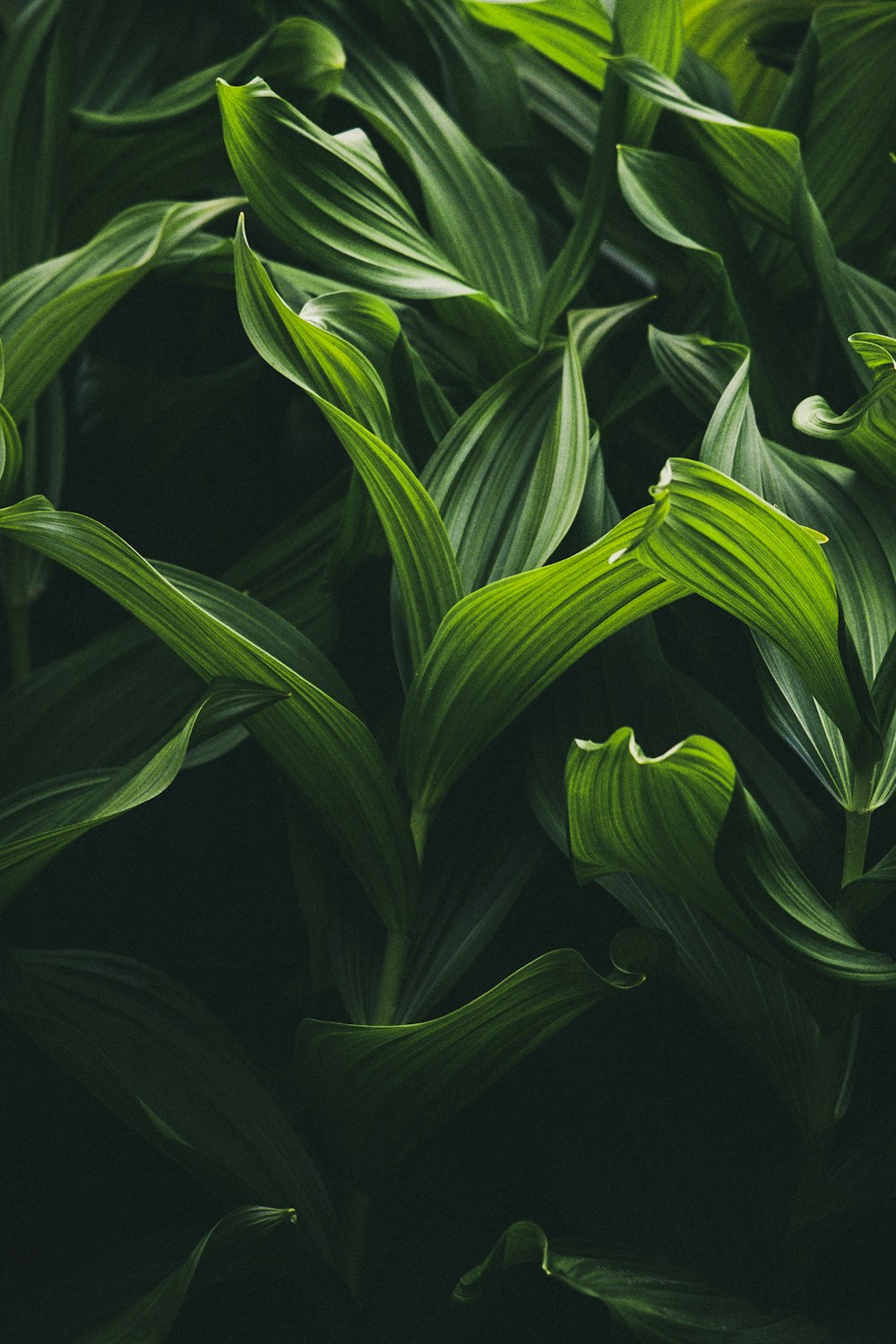 a close up of a green plant with leaves