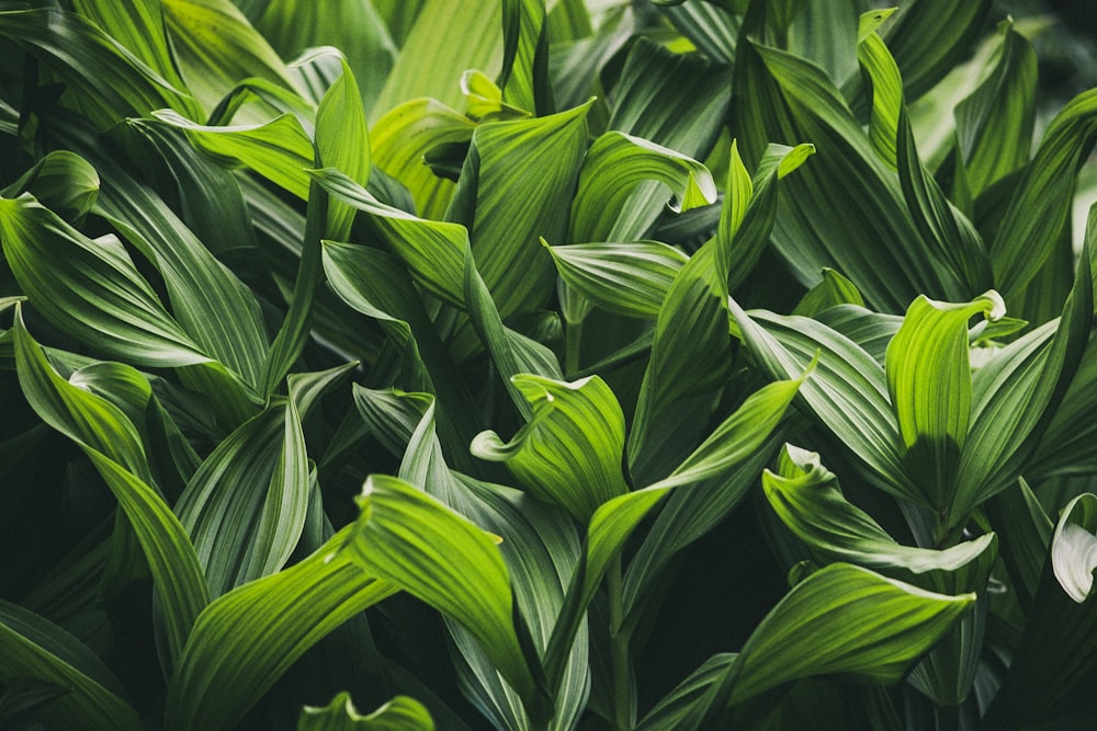 Gros plan d’un bouquet de feuilles vertes