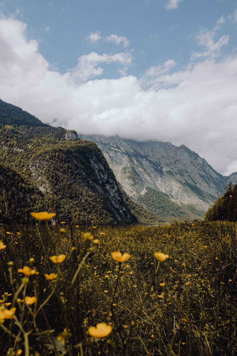 a field with yellow flowers and mountains in the background