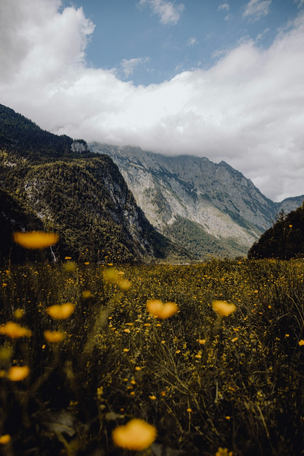 a field of yellow flowers with a mountain in the background