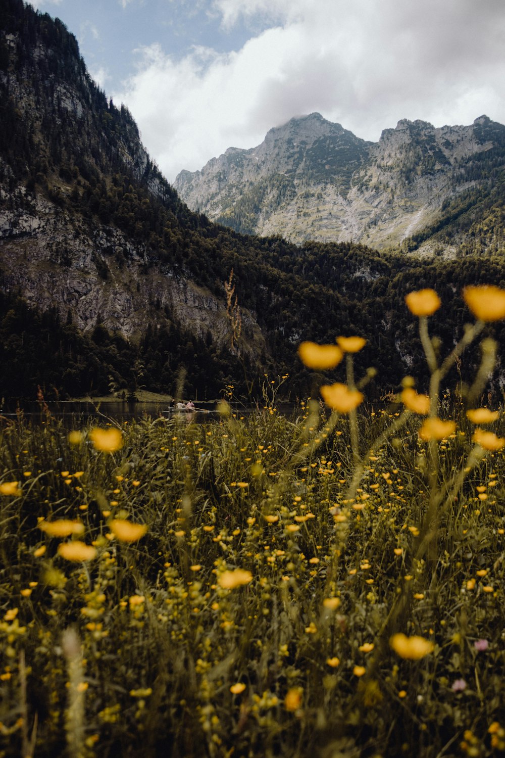 a field of yellow flowers with mountains in the background