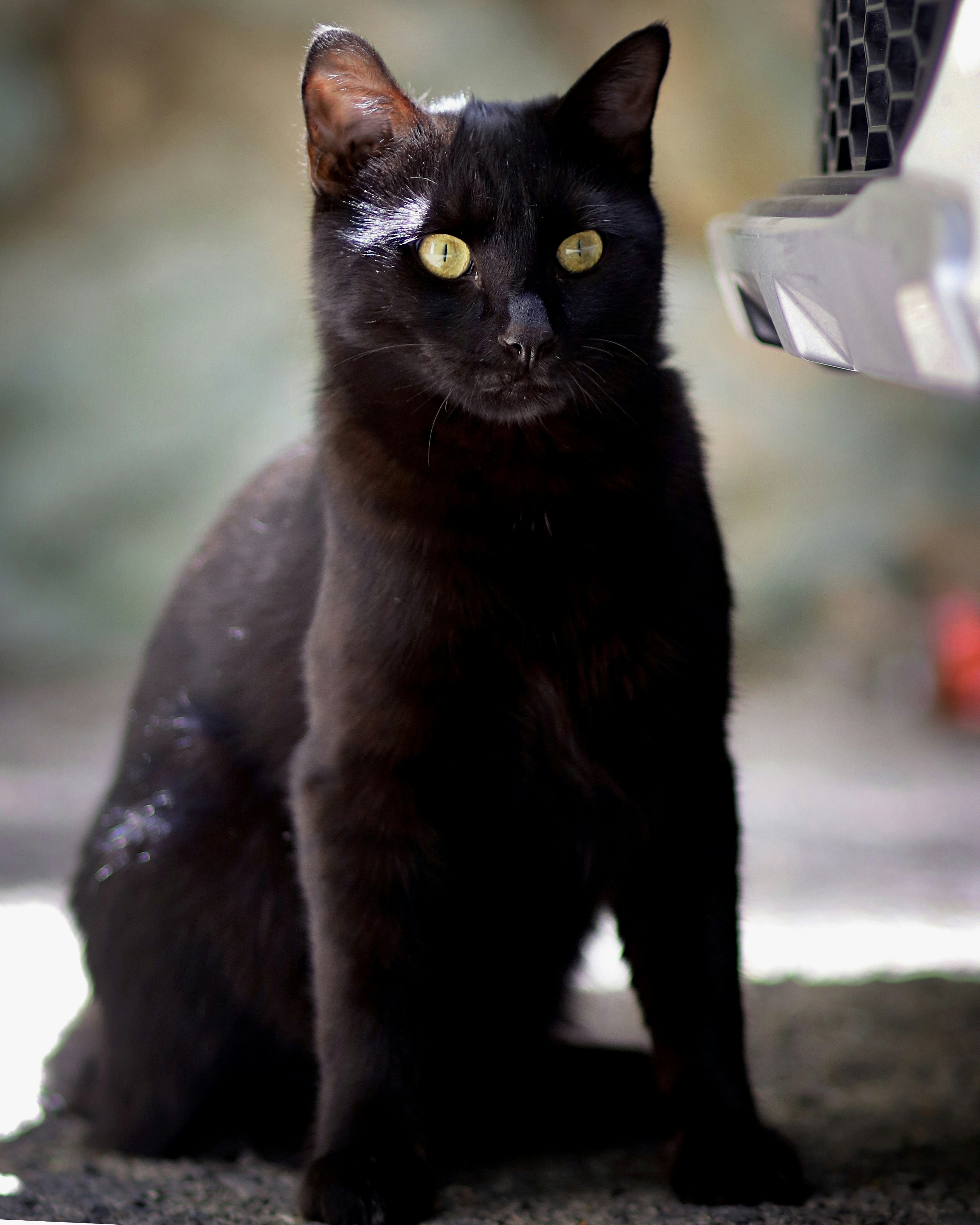 Black-Footed Cats: Water When Necessary (image credits: unsplash)