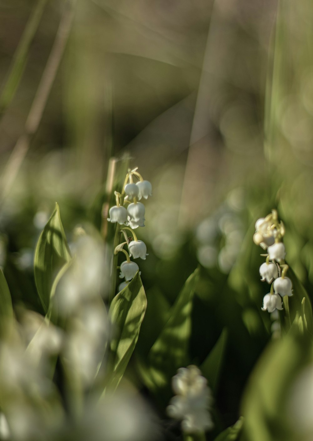 a bunch of flowers that are in the grass