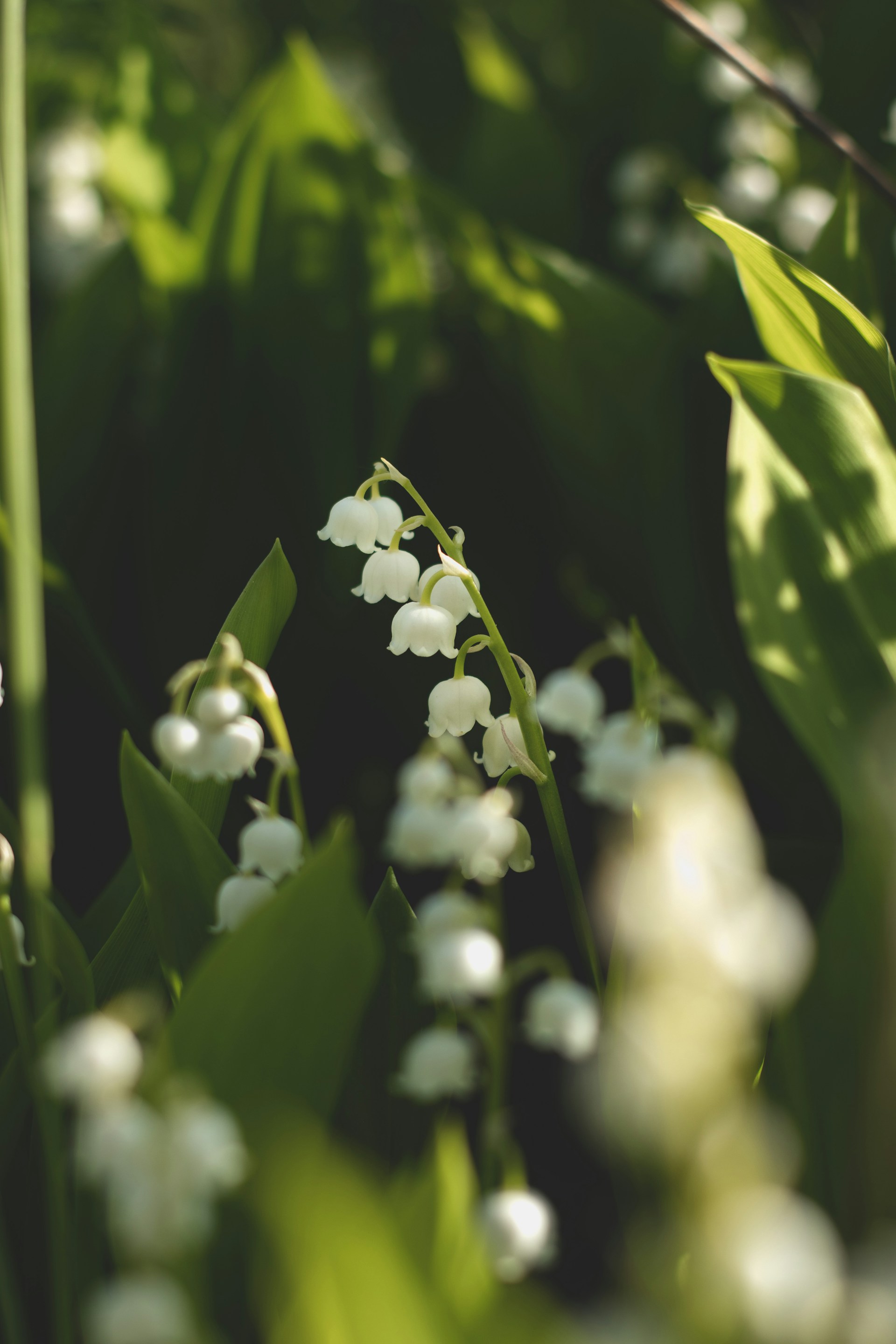 a bunch of flowers that are in the grass
