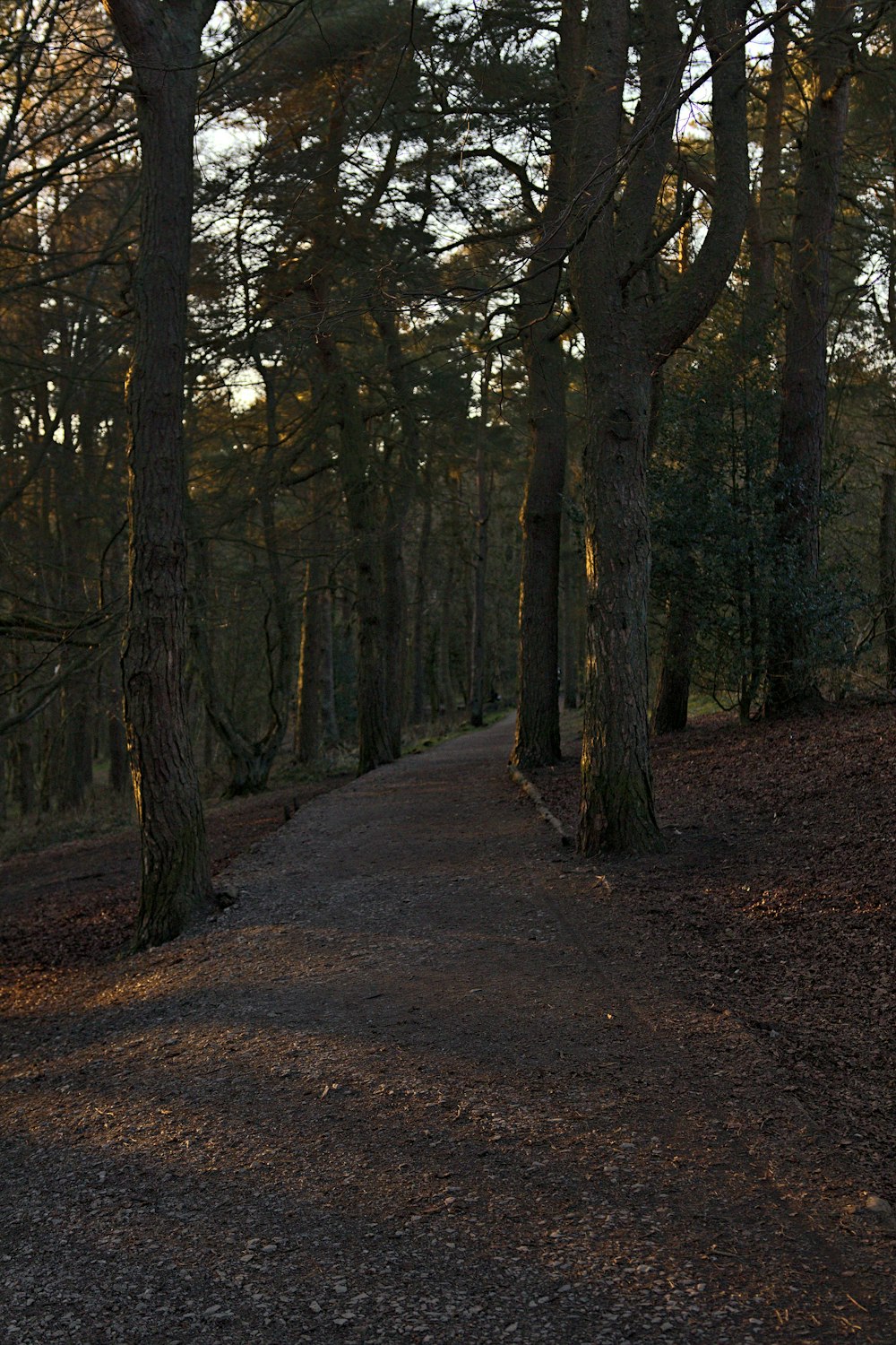 a path through a forest with lots of trees