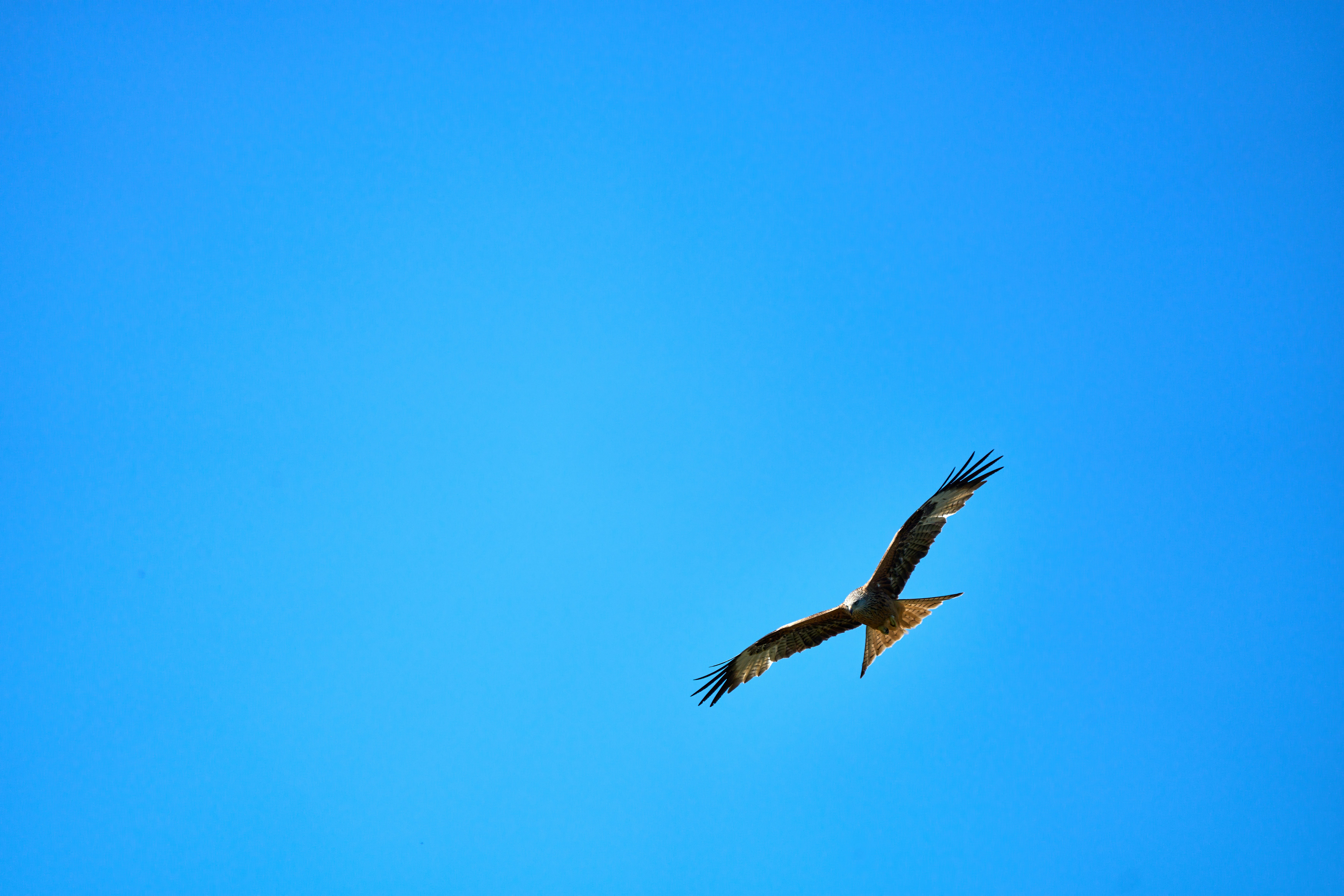 녹색과 노란색 새 그림 사진 – Unsplash의 무료 자연의 이미지, image size:3000x2000