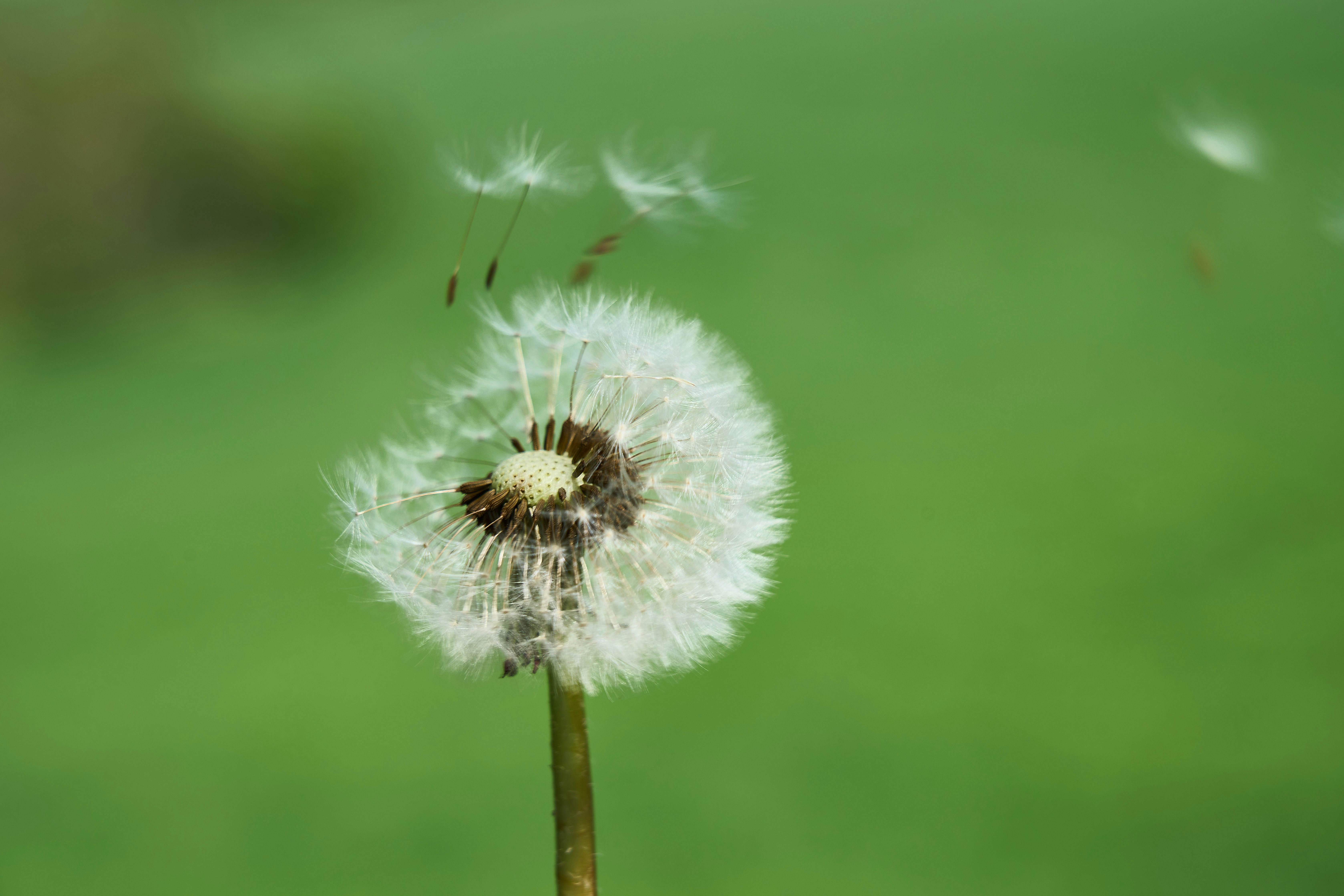 Photo by wolfgang_hasselmann