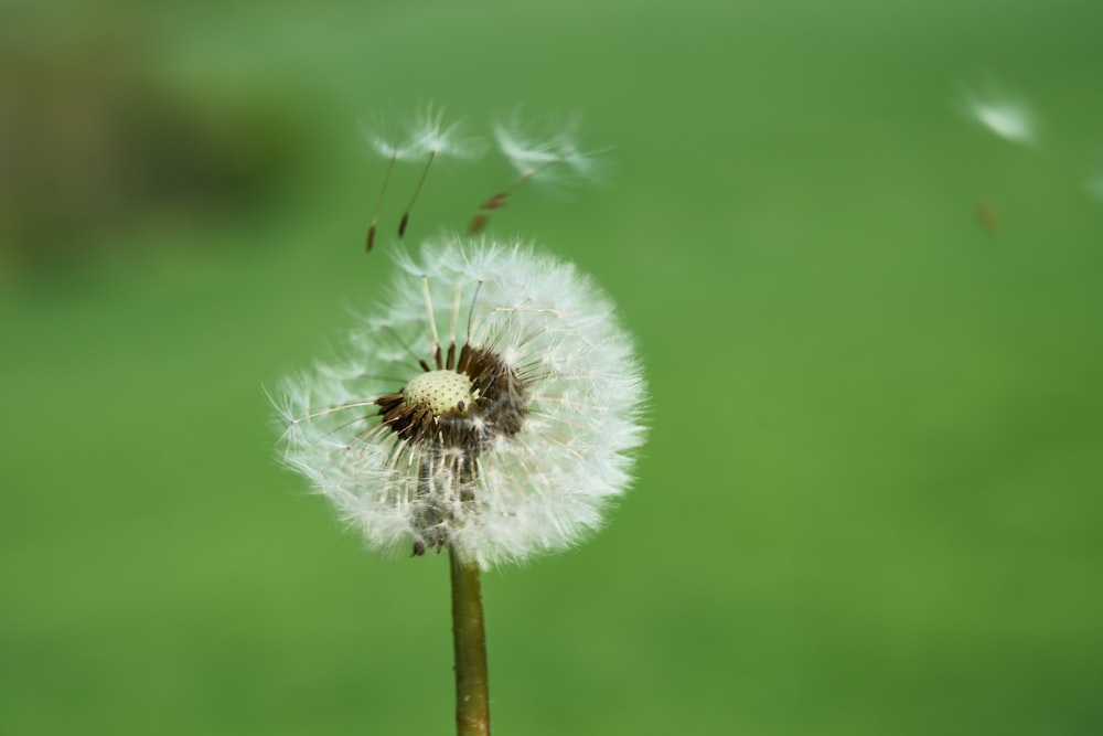 a dandelion with seeds blowing in the wind