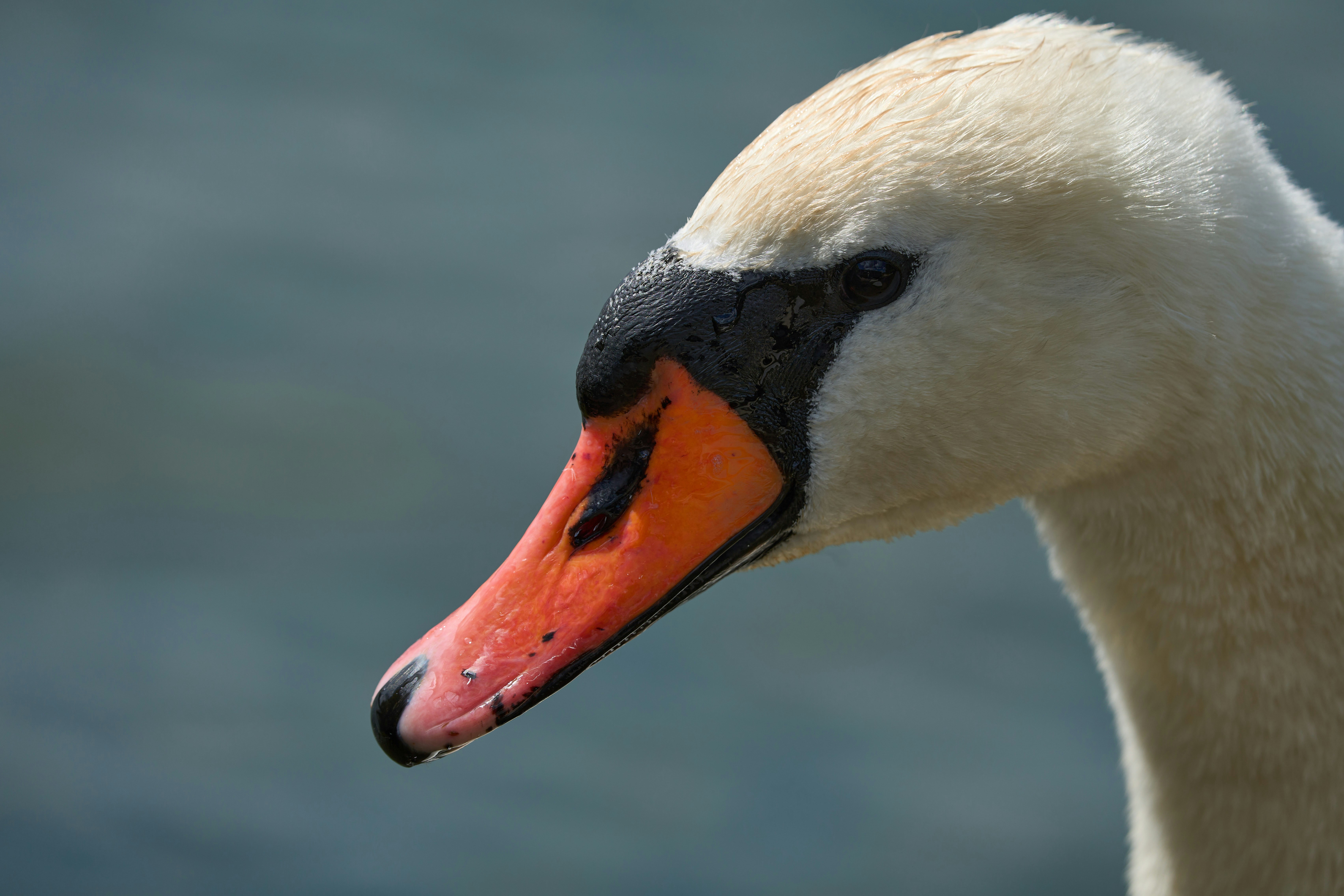 Photo by wolfgang_hasselmann