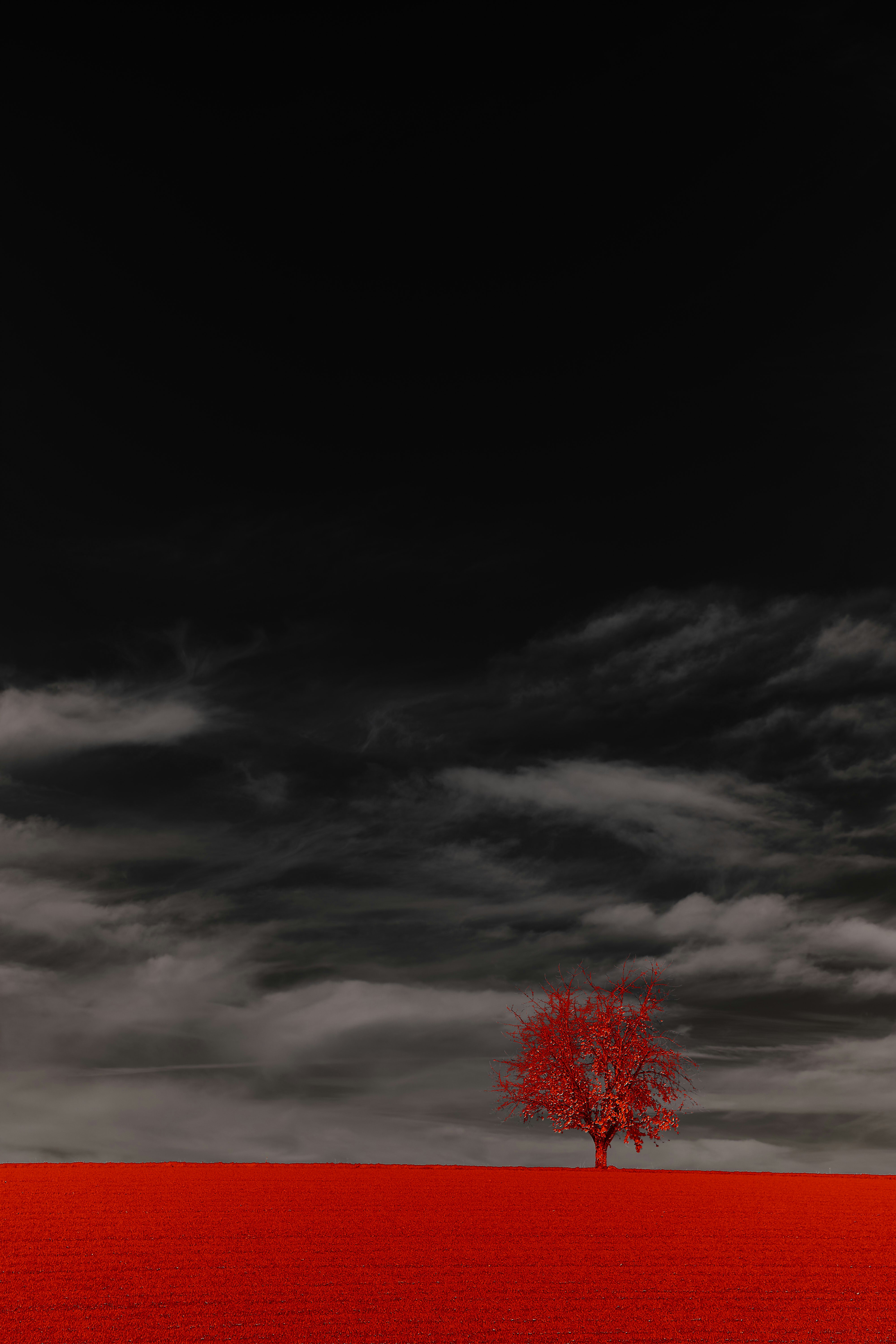 Photo by wolfgang_hasselmann