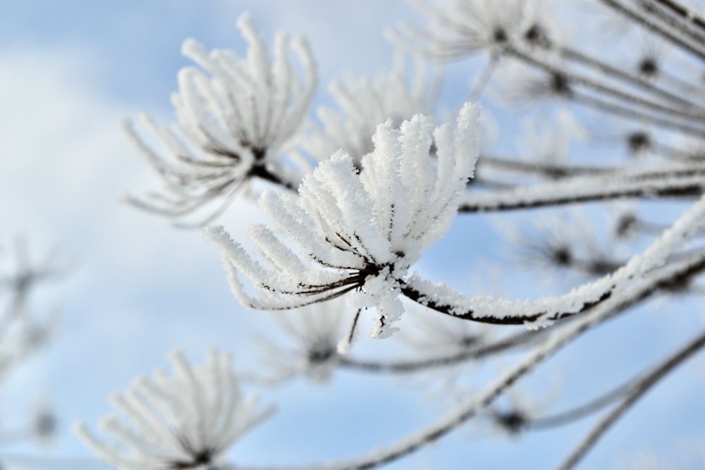 a close up of snow covered branches against a blue sky