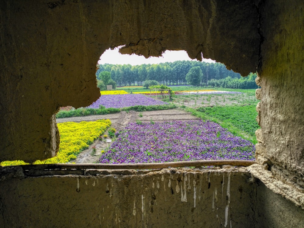 uma vista de um campo através de um buraco em uma parede