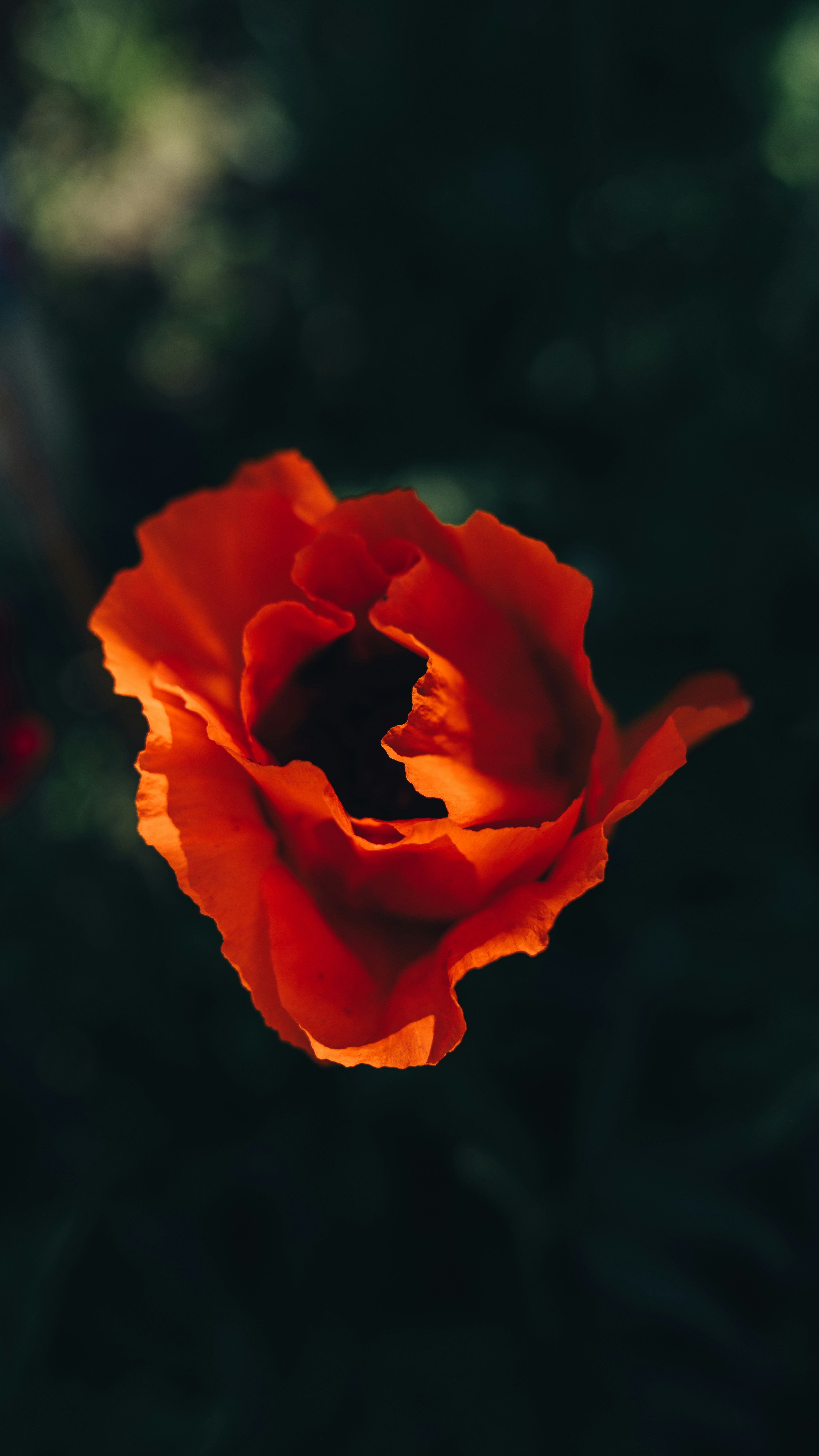 Photo by khodzinskyi