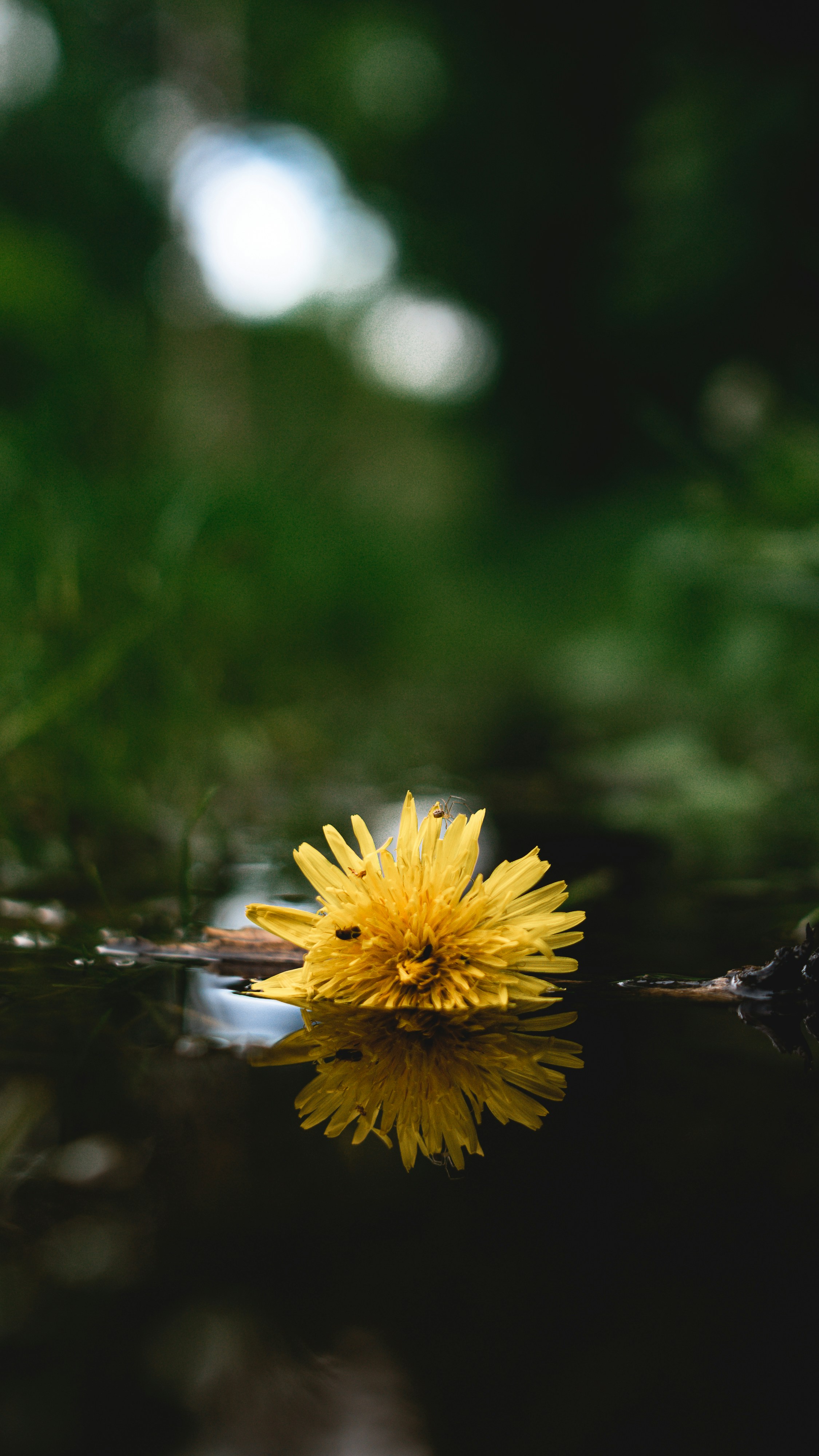 Photo by khodzinskyi