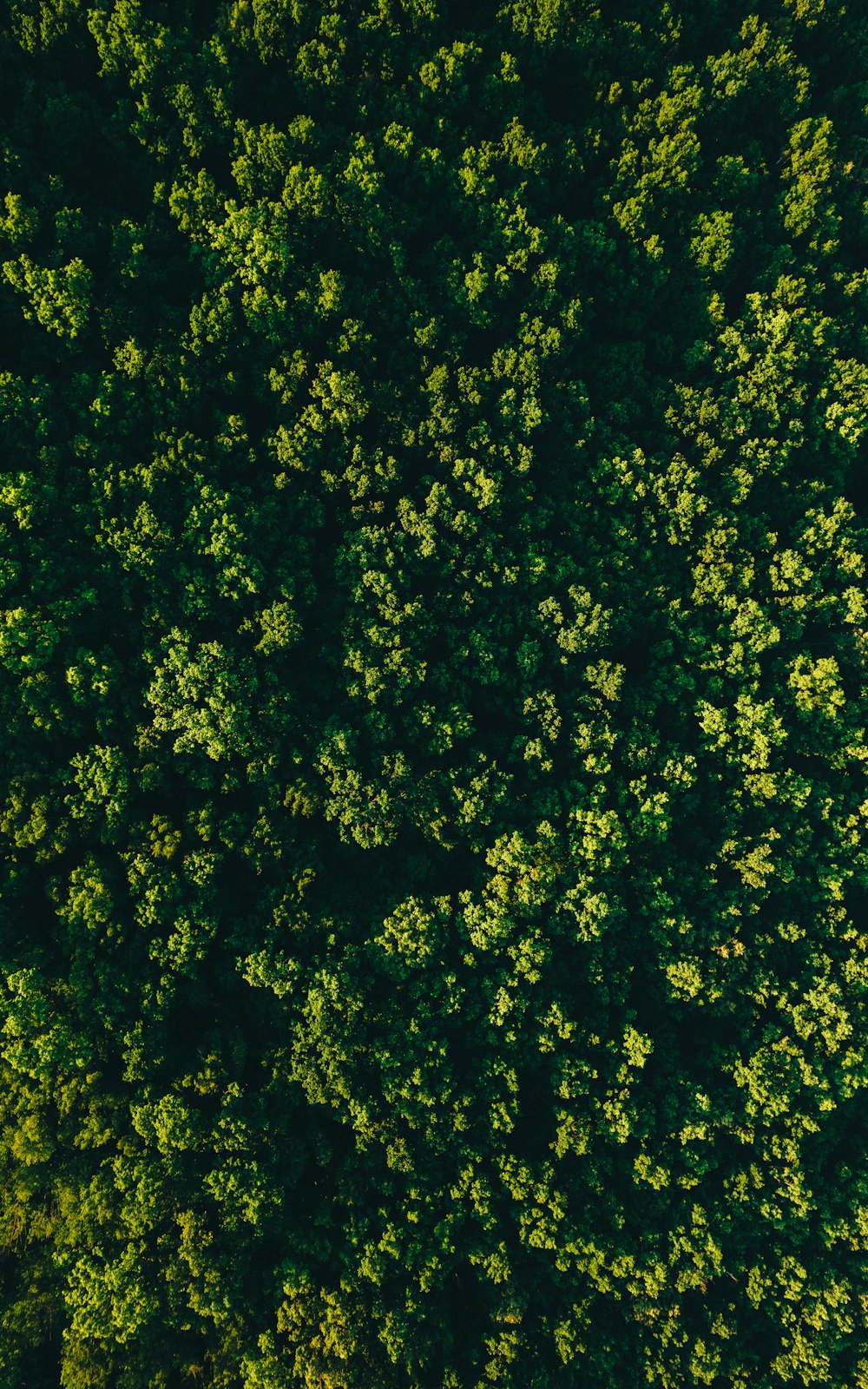 an overhead view of a forest with lots of trees