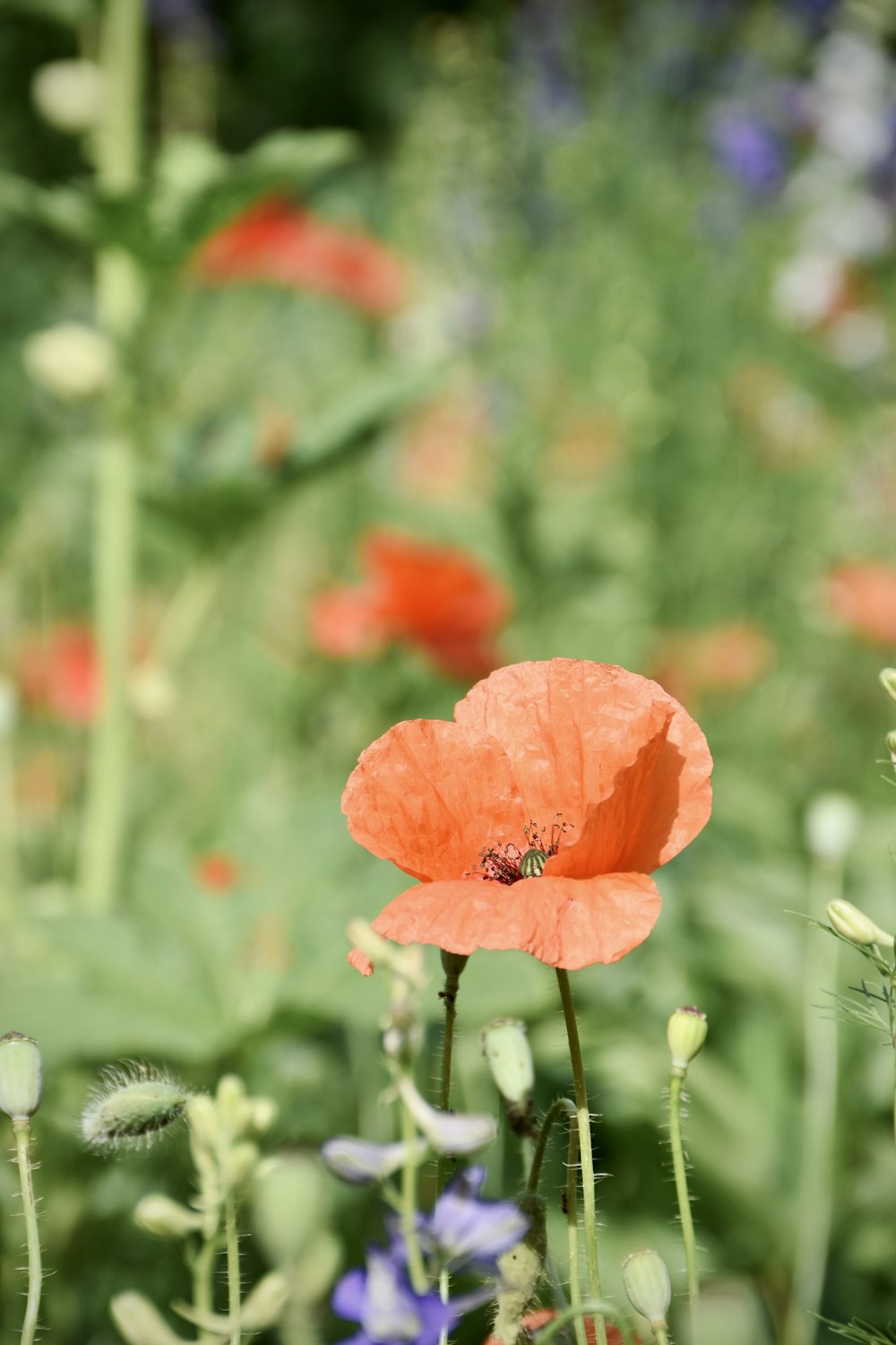 a field full of flowers with a bee on it