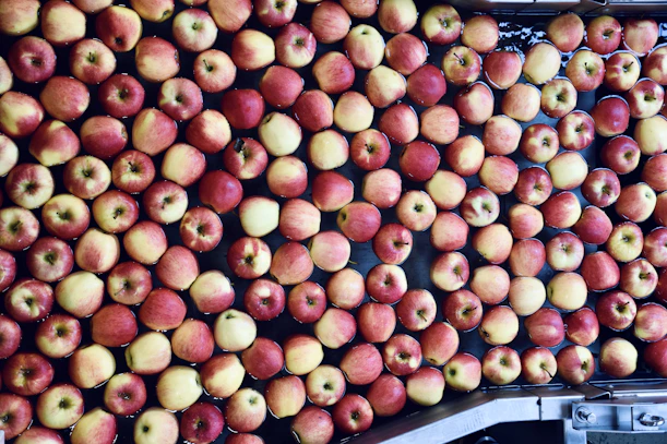 a large amount of red and yellow apples