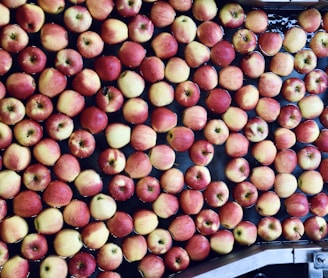 a large amount of red and yellow apples