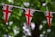 a british flag bunting on a tree line