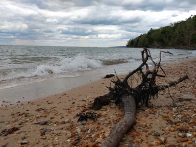 a tree that is laying on the beach