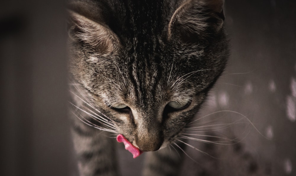 a cat sticking its tongue out with its tongue out